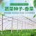 四季香菜种子耐热耐寒耐抽苔生长快速香味浓产量高