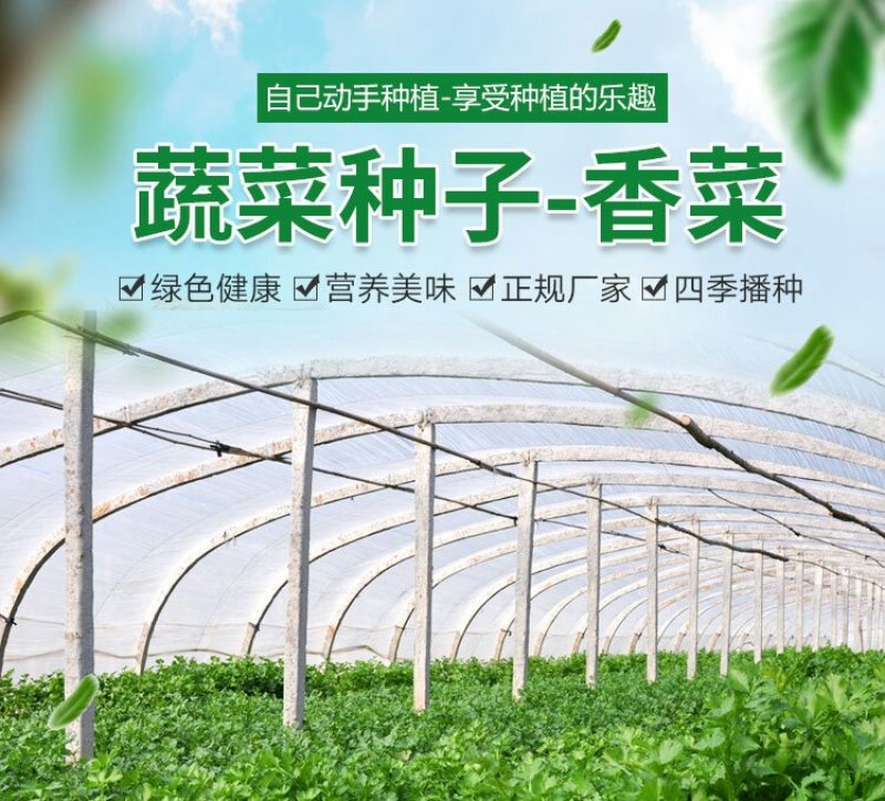四季香菜种子耐热耐寒耐抽苔生长快速香味浓产量高