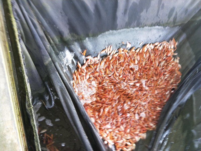 红罗非鱼苗彩虹鲷豹纹红罗非苗场直销淡水鱼苗养殖