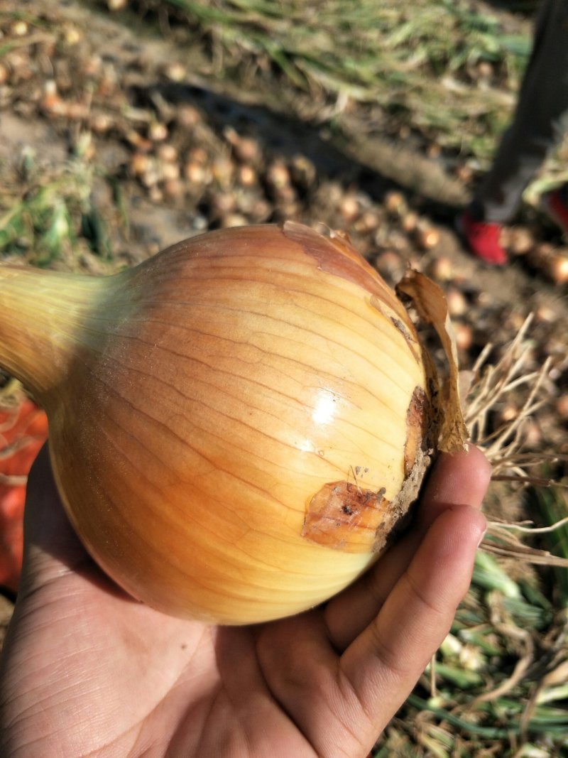黄皮洋葱黄皮洋葱9厘米以上基地长期供货