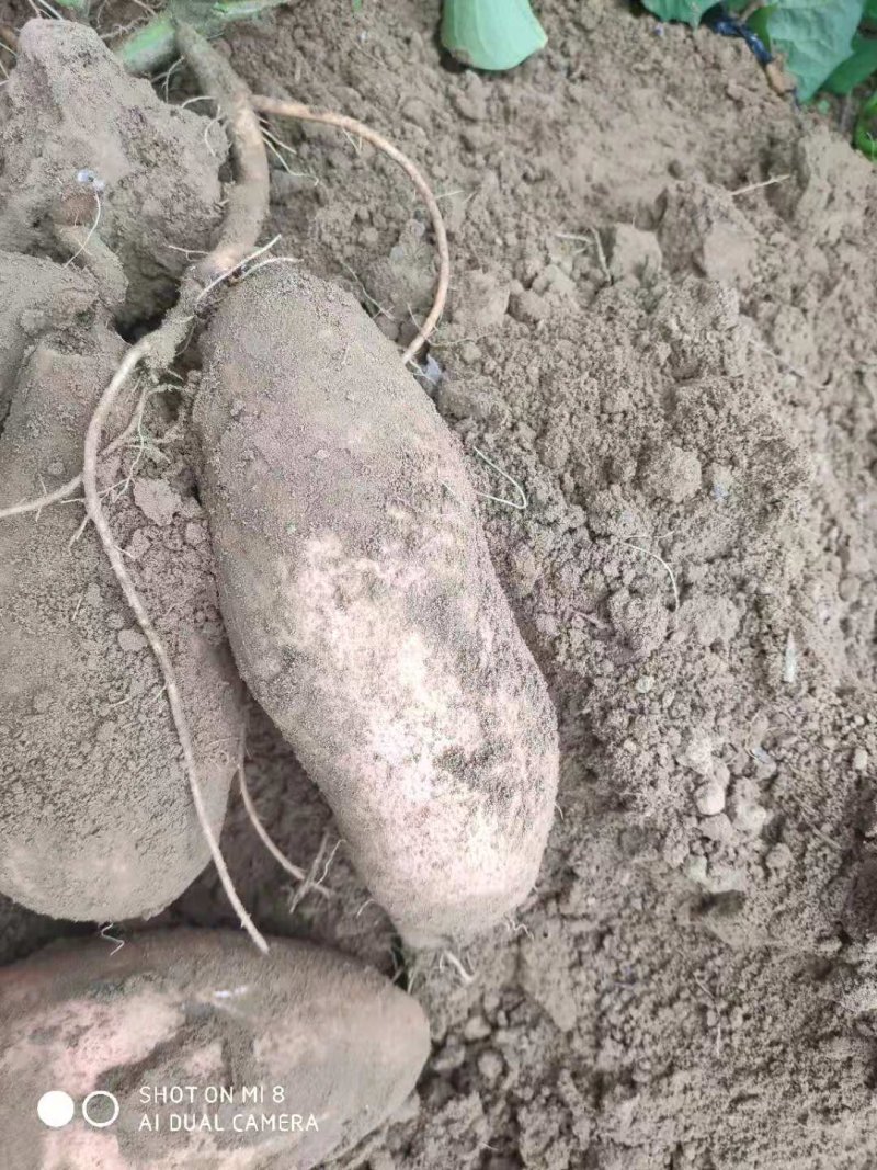 龙薯九号大量供应，现挖现装车，新鲜，甜糯粉