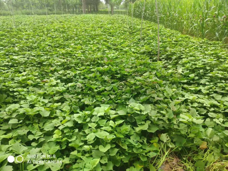 龙薯九号大量供应，现挖现装车，新鲜，甜糯粉