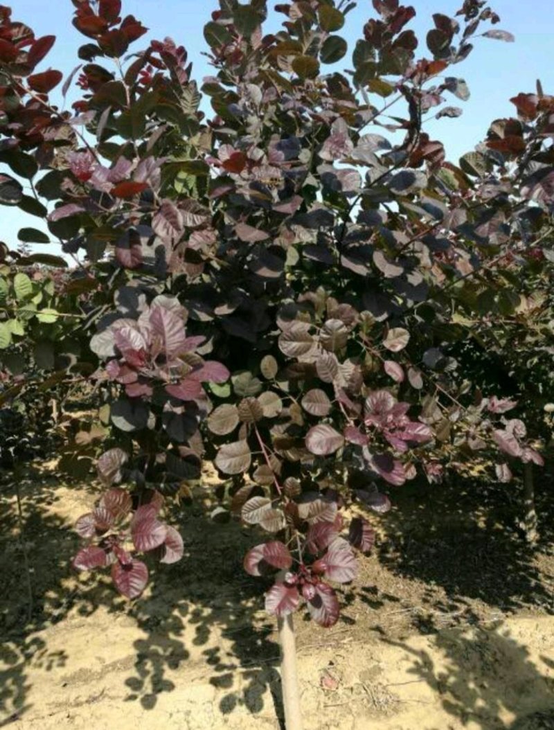 红栌树苗