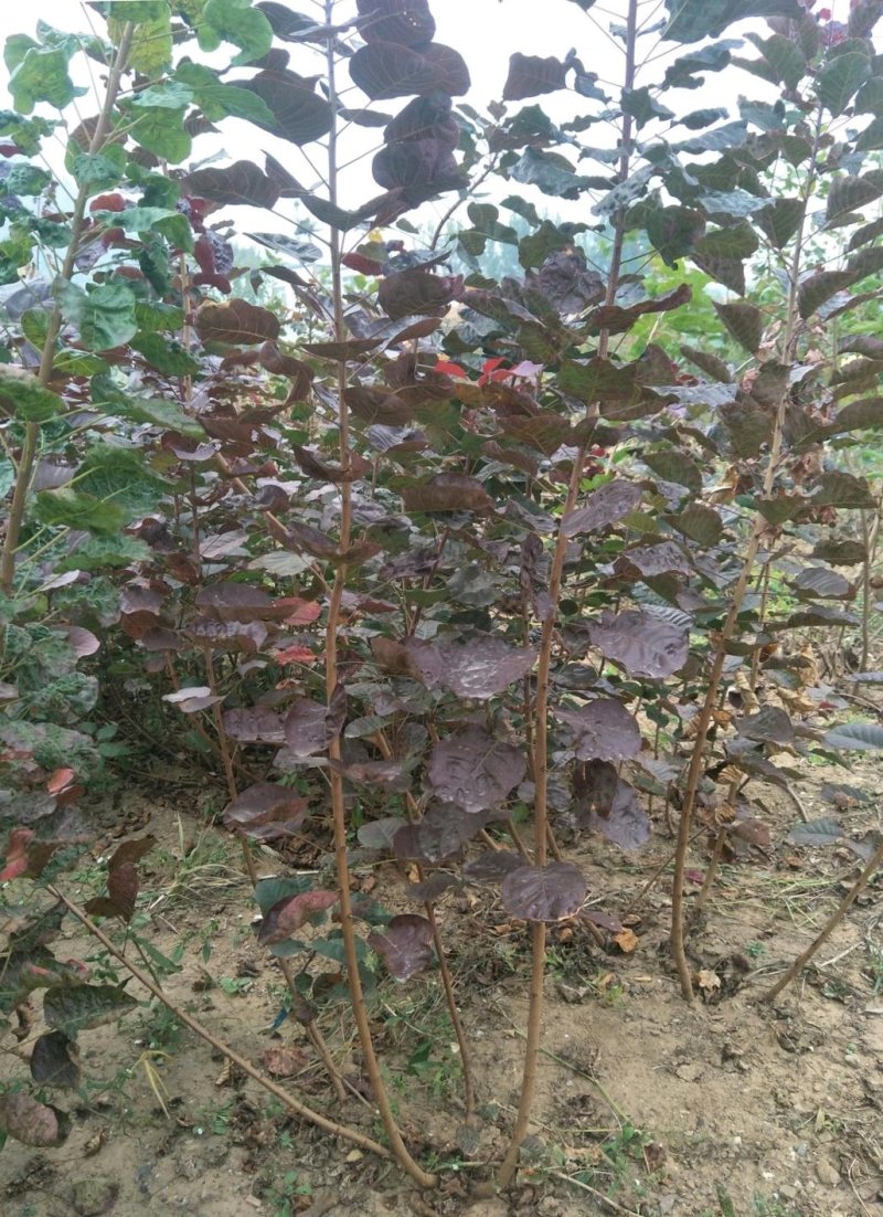 红栌树苗