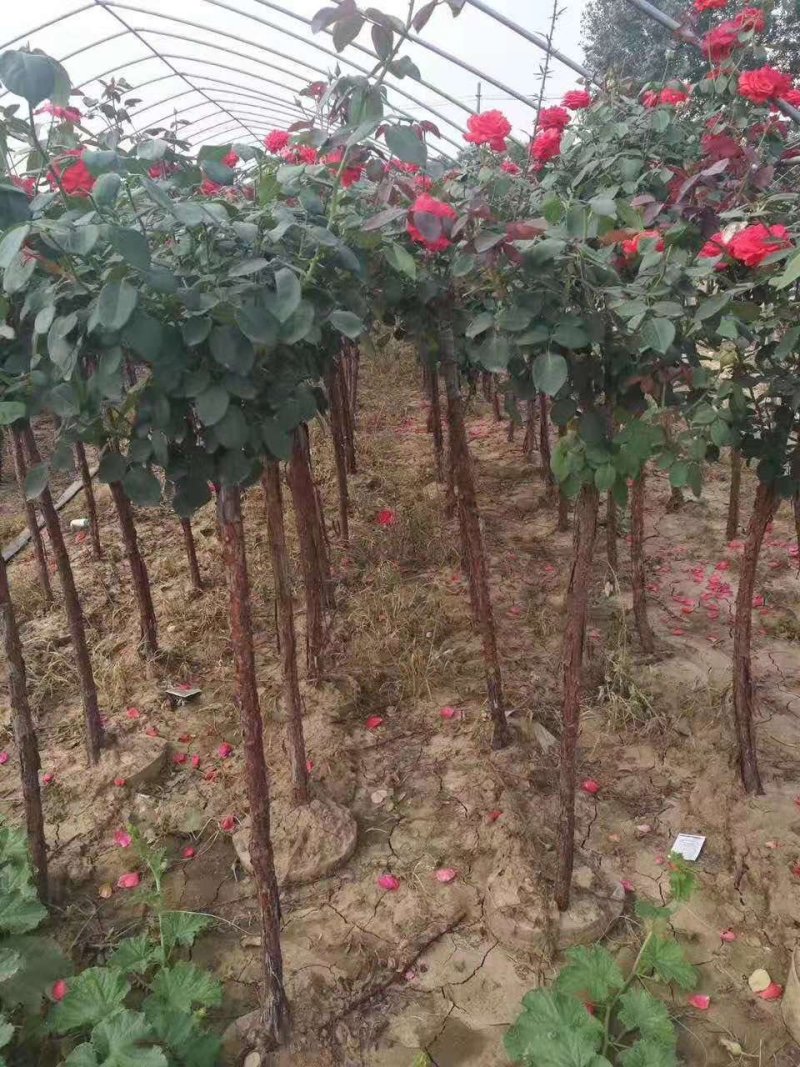 河南南阳月季之乡树桩月季当年开花花期长成活率高一手货源
