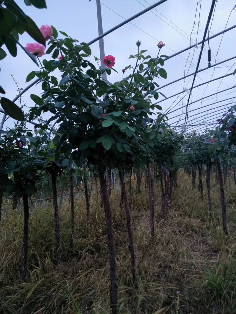 河南南阳月季之乡树桩月季当年开花花期长成活率高一手货源