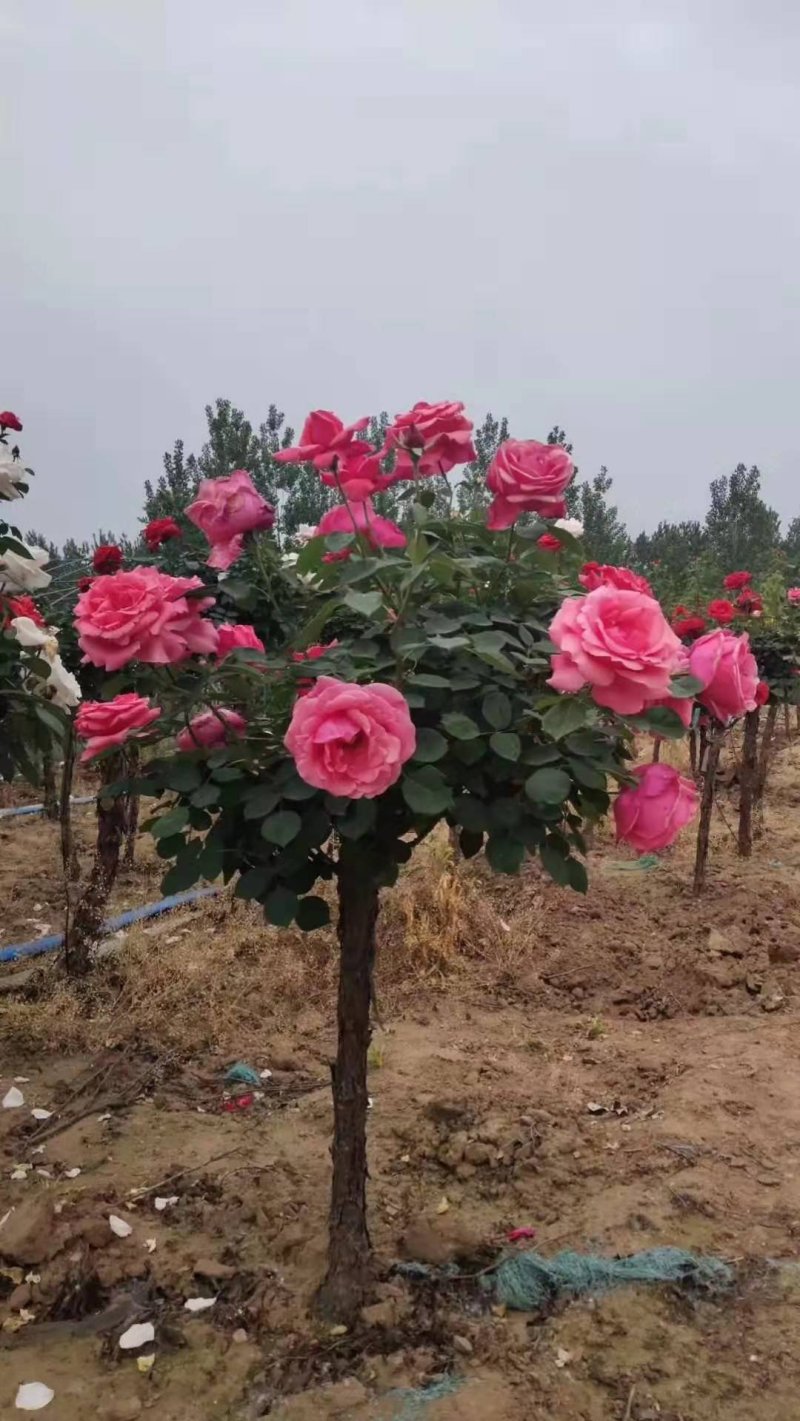 河南南阳月季之乡树桩月季当年开花花期长成活率高一手货源