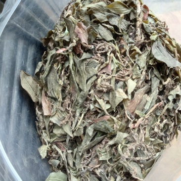 贵州野生无硫斑叶兰干货银线莲生货肺心草干品润肺产地直销