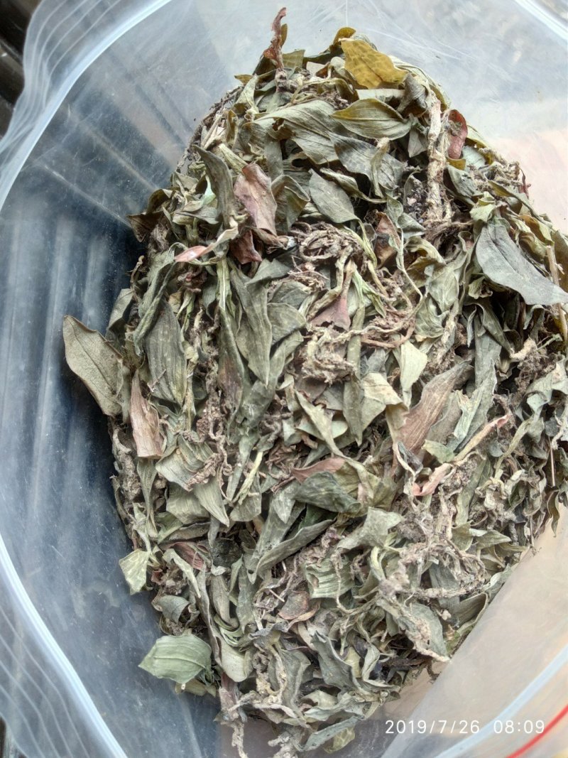 贵州野生无硫斑叶兰干货银线莲生货肺心草干品润肺产地直销