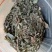 贵州野生无硫斑叶兰干货银线莲生货肺心草干品润肺产地直销