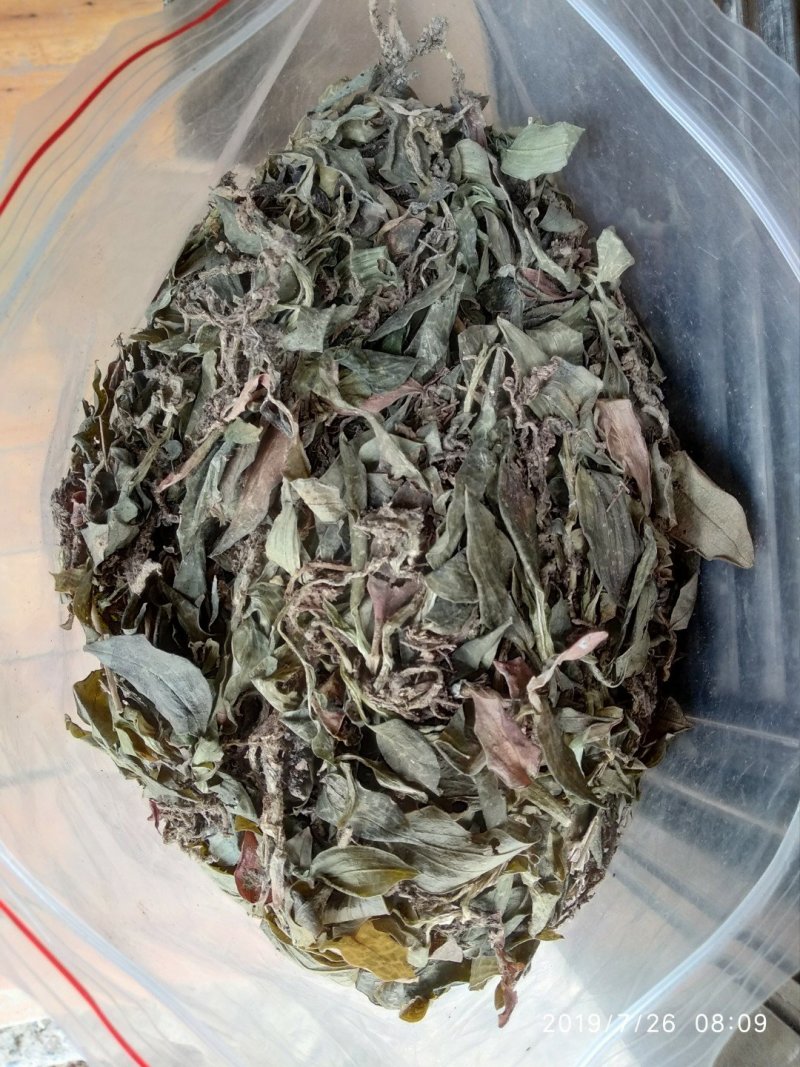 贵州野生无硫斑叶兰干货银线莲生货肺心草干品润肺产地直销