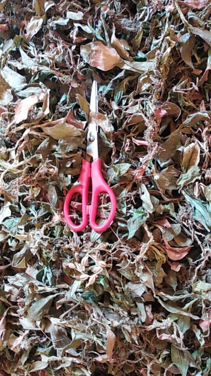 贵州野生无硫斑叶兰干货银线莲生货肺心草干品润肺产地直销