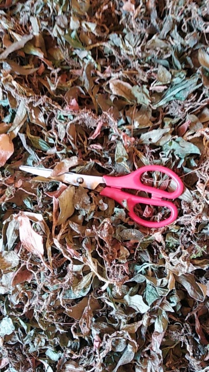 贵州野生无硫斑叶兰干货银线莲生货肺心草干品润肺产地直销