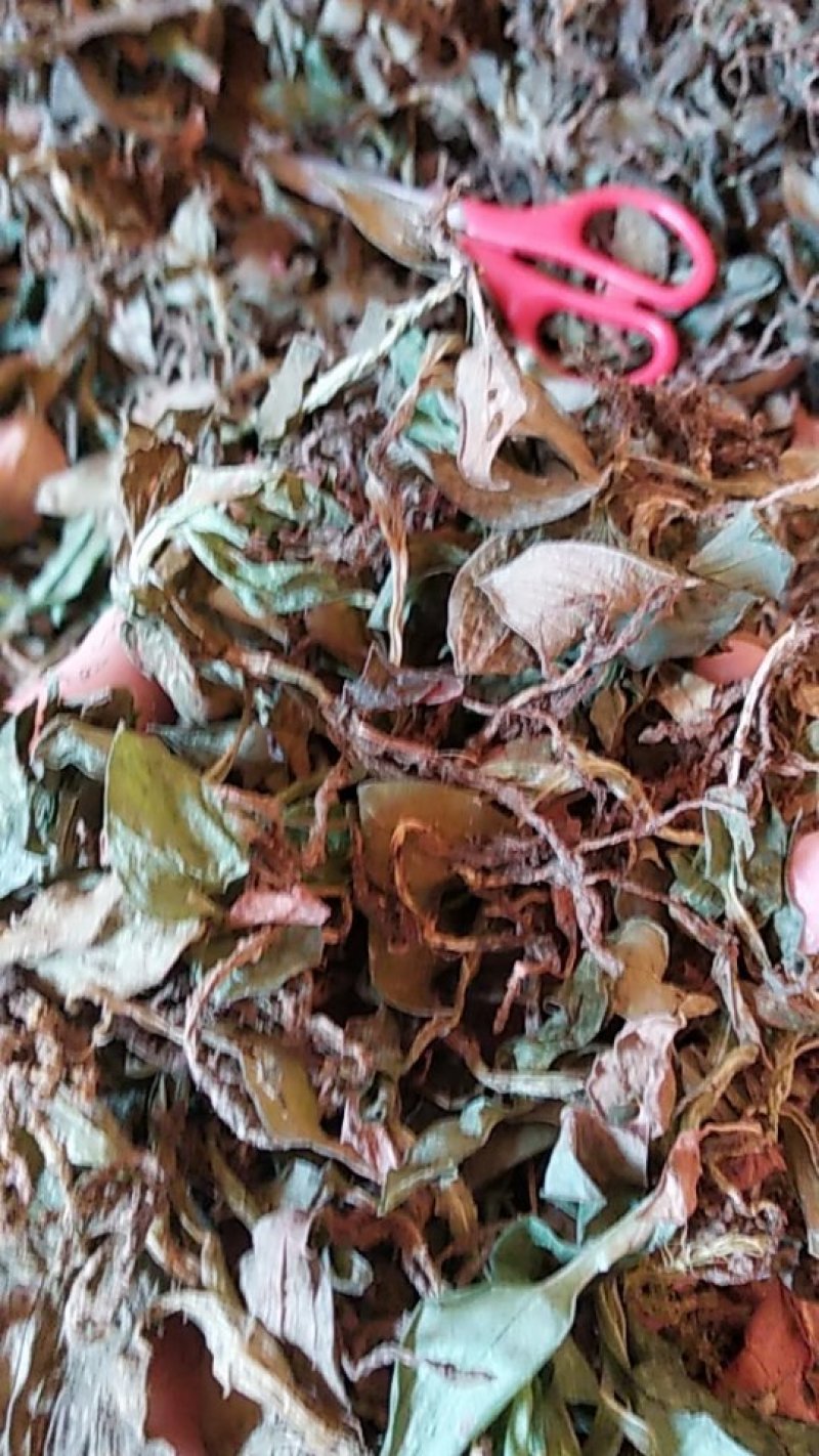 贵州野生无硫斑叶兰干货银线莲生货肺心草干品润肺产地直销