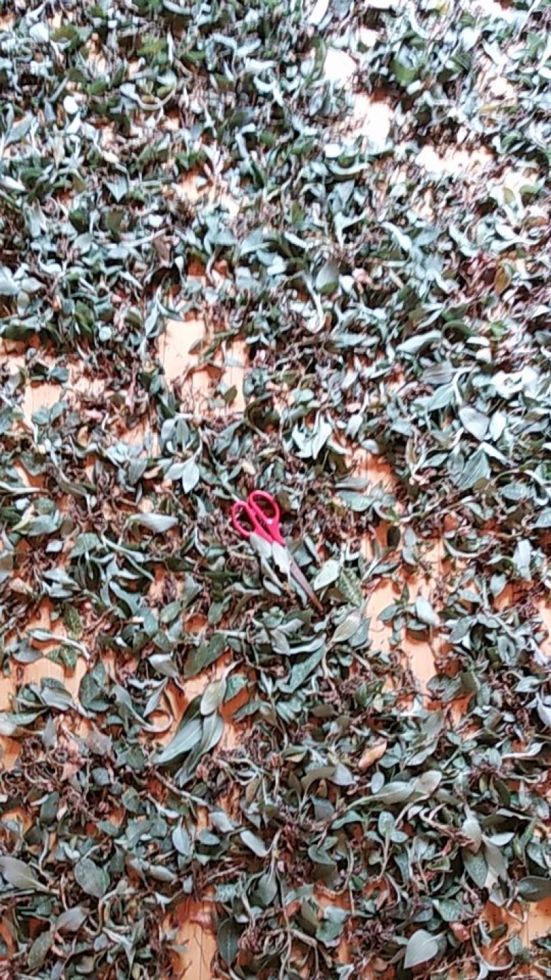贵州野生无硫斑叶兰干货银线莲生货肺心草干品润肺产地直销