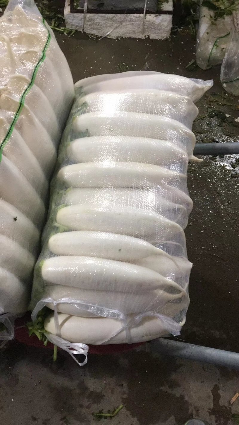 湖北白萝卜肉质细密味甜多汁产地直销可视频看货