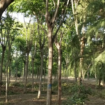 栾树规格齐全价格低，包您满意，欢迎咨询考察