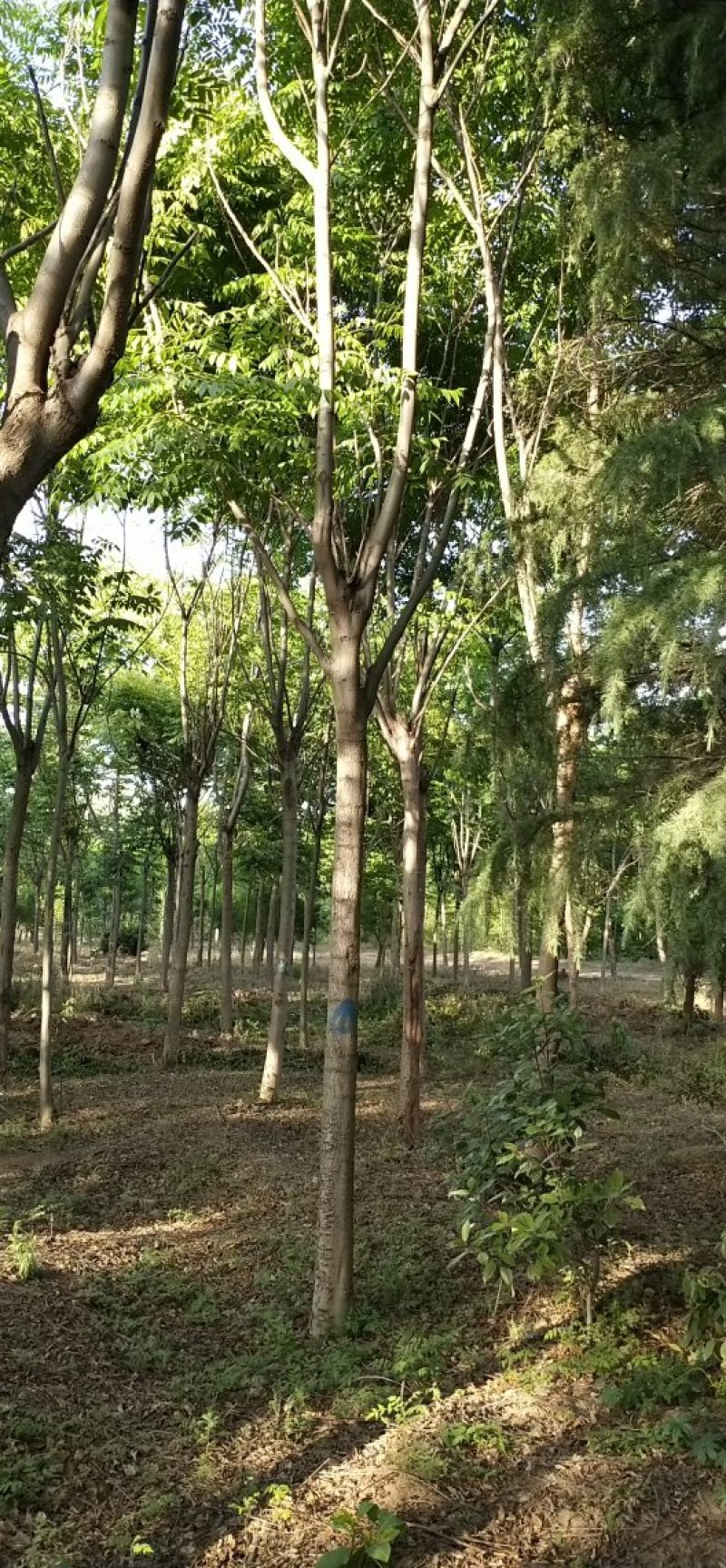 栾树规格齐全价格低，包您满意，欢迎咨询考察