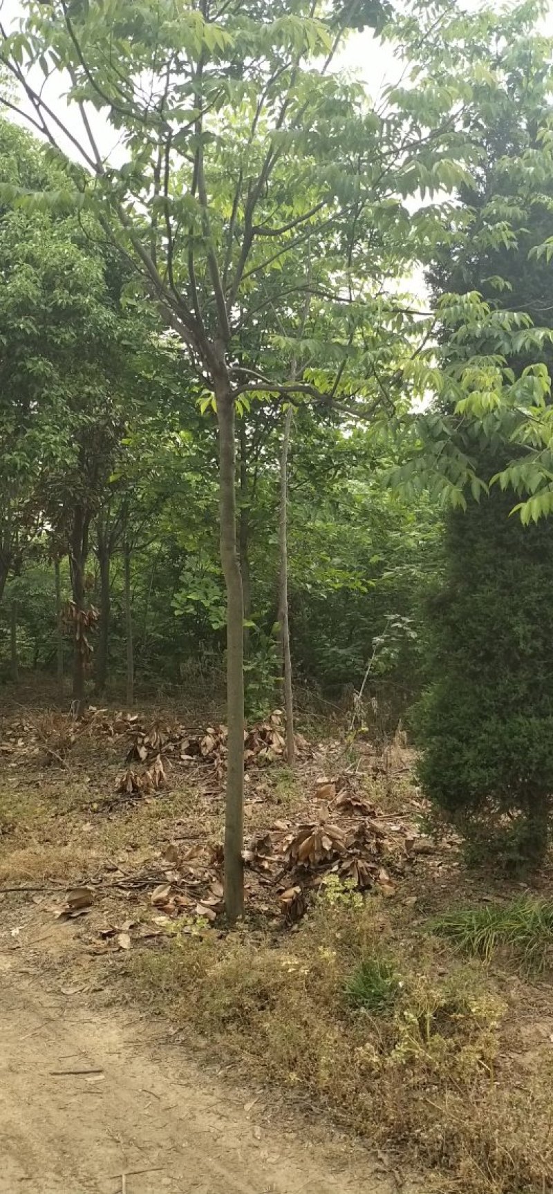 栾树规格齐全价格低，包您满意，欢迎咨询考察