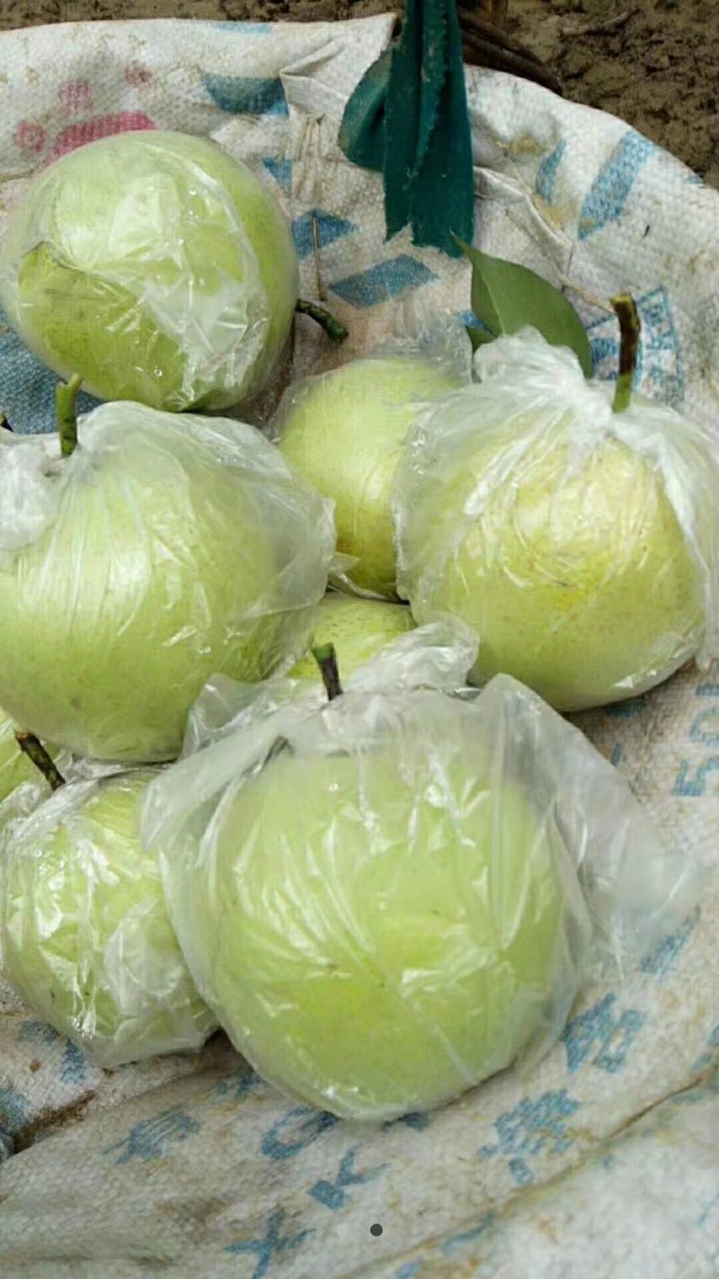 黄冠梨，膜袋皇冠梨，白皇冠梨，大量供货，质量好需要联系