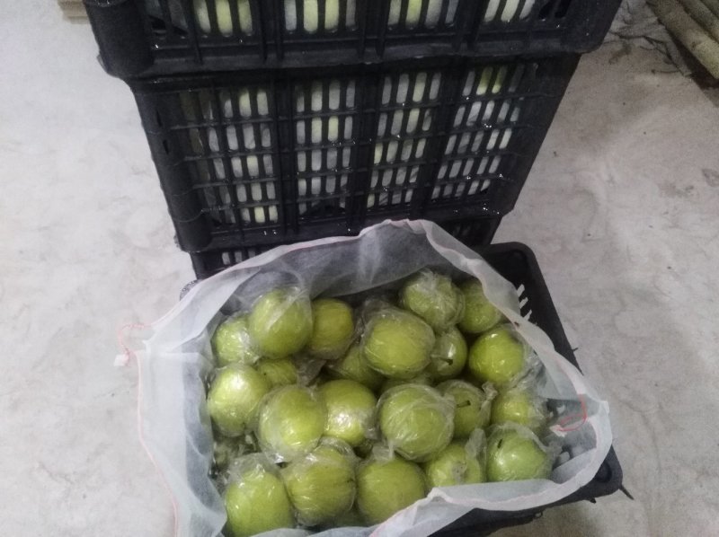 黄冠梨，膜袋皇冠梨，白皇冠梨，大量供货，质量好需要联系