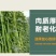 全牌小五叶杂交长豆角种子特长小叶种籽春夏秋季大田种植