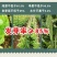 全牌小五叶杂交长豆角种子特长小叶种籽春夏秋季大田种植