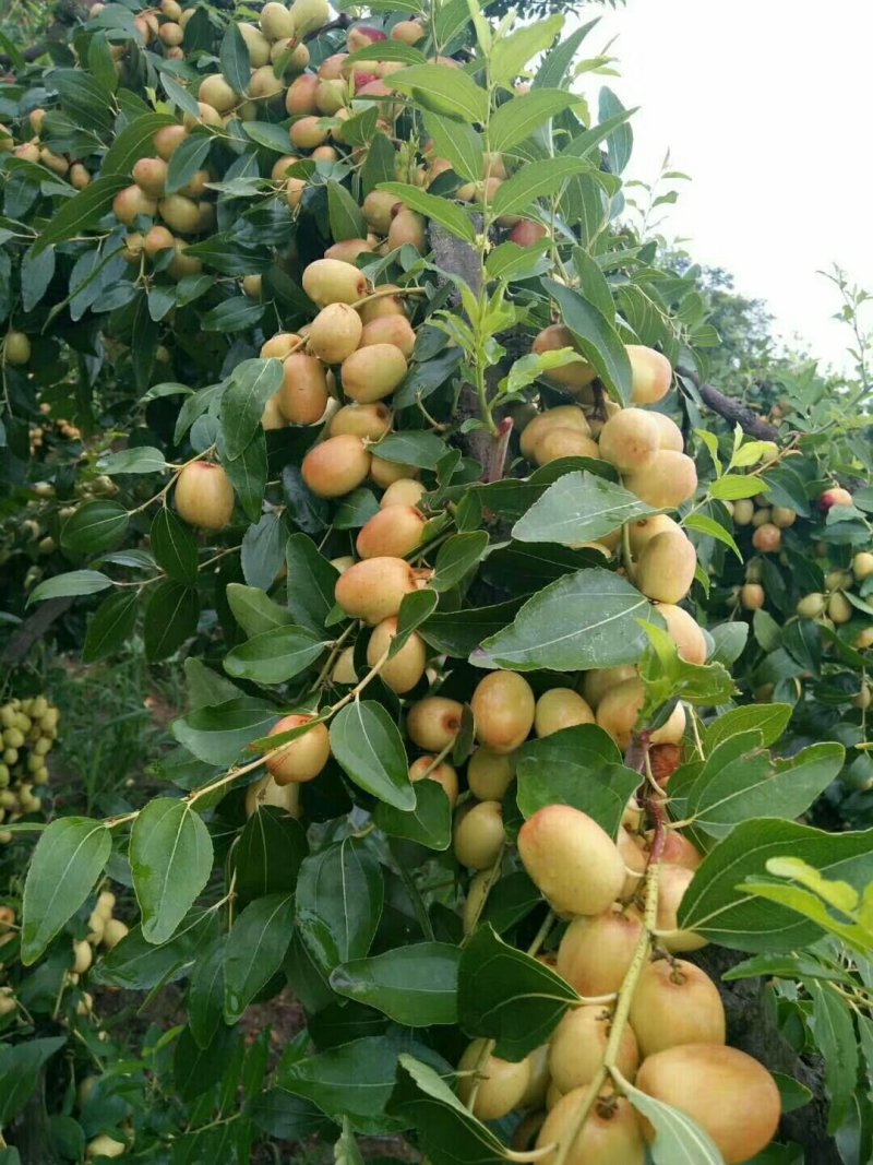 三台（聚友合作社）丶米枣丶又脆又甜丶崭山米枣