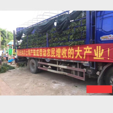 红薯苗品种齐全欢迎咨询