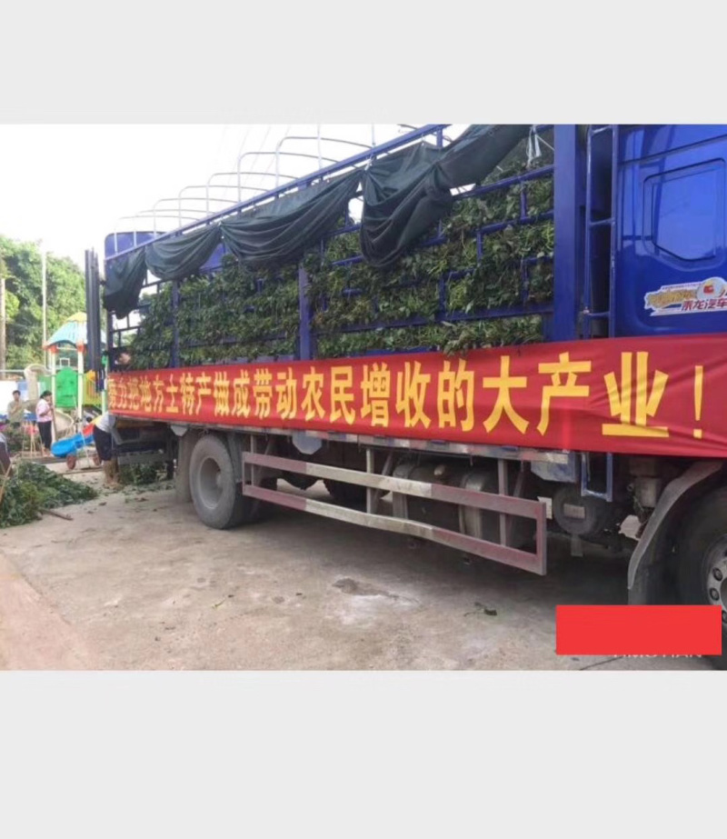 红薯苗品种齐全欢迎咨询