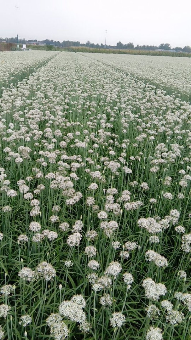 韭花