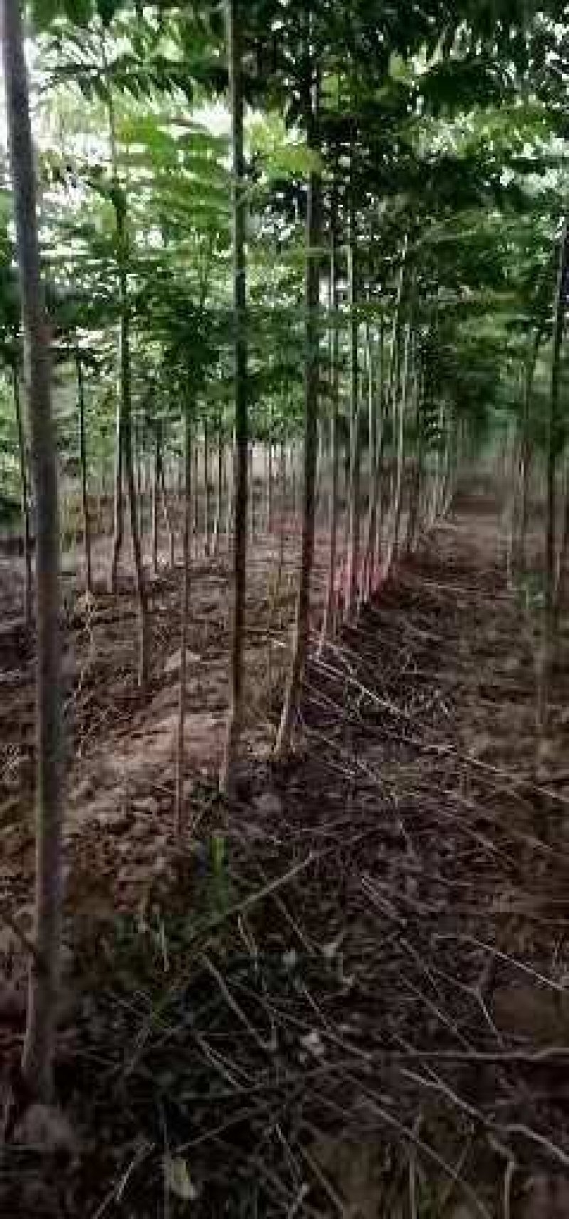 香椿苗3公分可工程用苗，10—20公分
