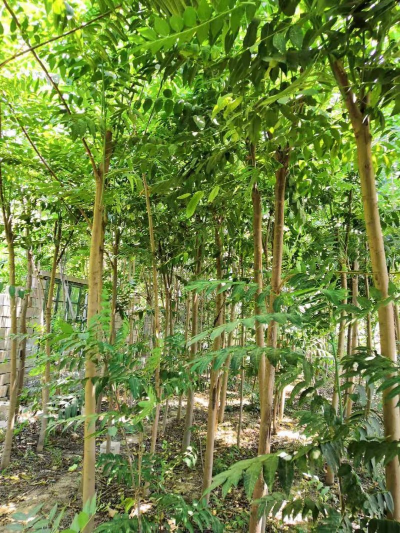 香椿苗3公分可工程用苗，10—20公分