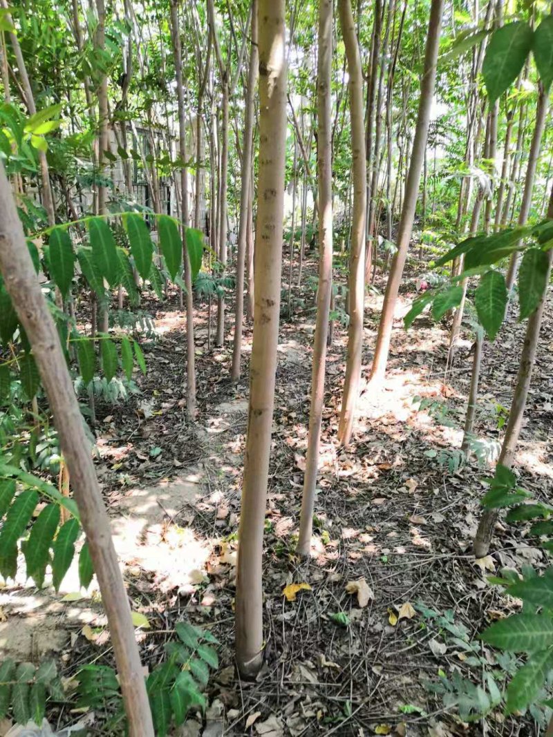 香椿苗3公分可工程用苗，10—20公分