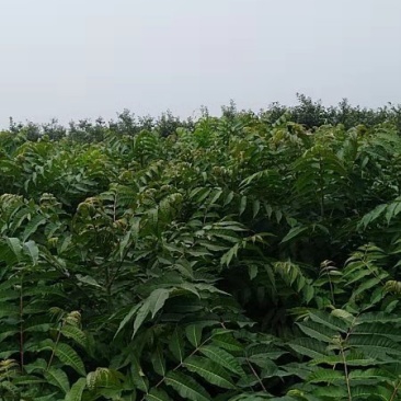 香椿苗3公分可工程用苗，10—20公分