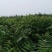 香椿苗3公分可工程用苗，10—20公分