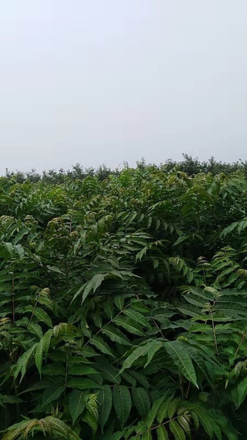 香椿苗3公分可工程用苗，10—20公分