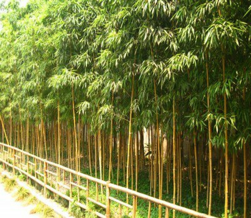 风景竹供应南阳市竹子苗直销基地