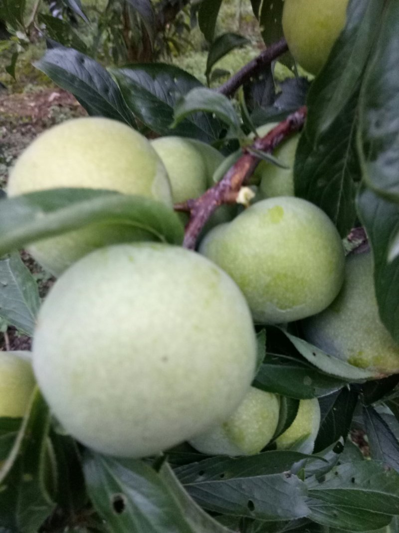来自高山的青脆李子。口感鲜美。品质保证。量大从优