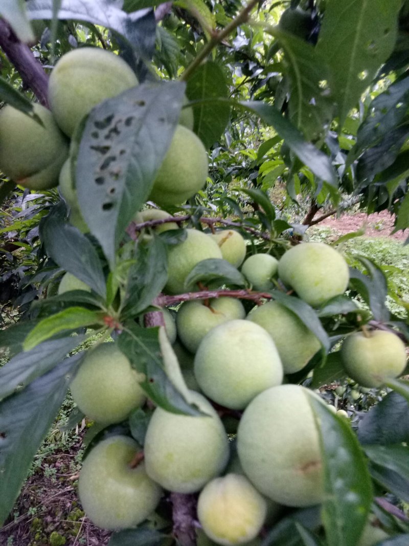 来自高山的青脆李子。口感鲜美。品质保证。量大从优