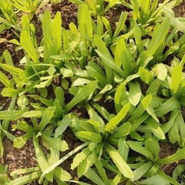 蔬菜