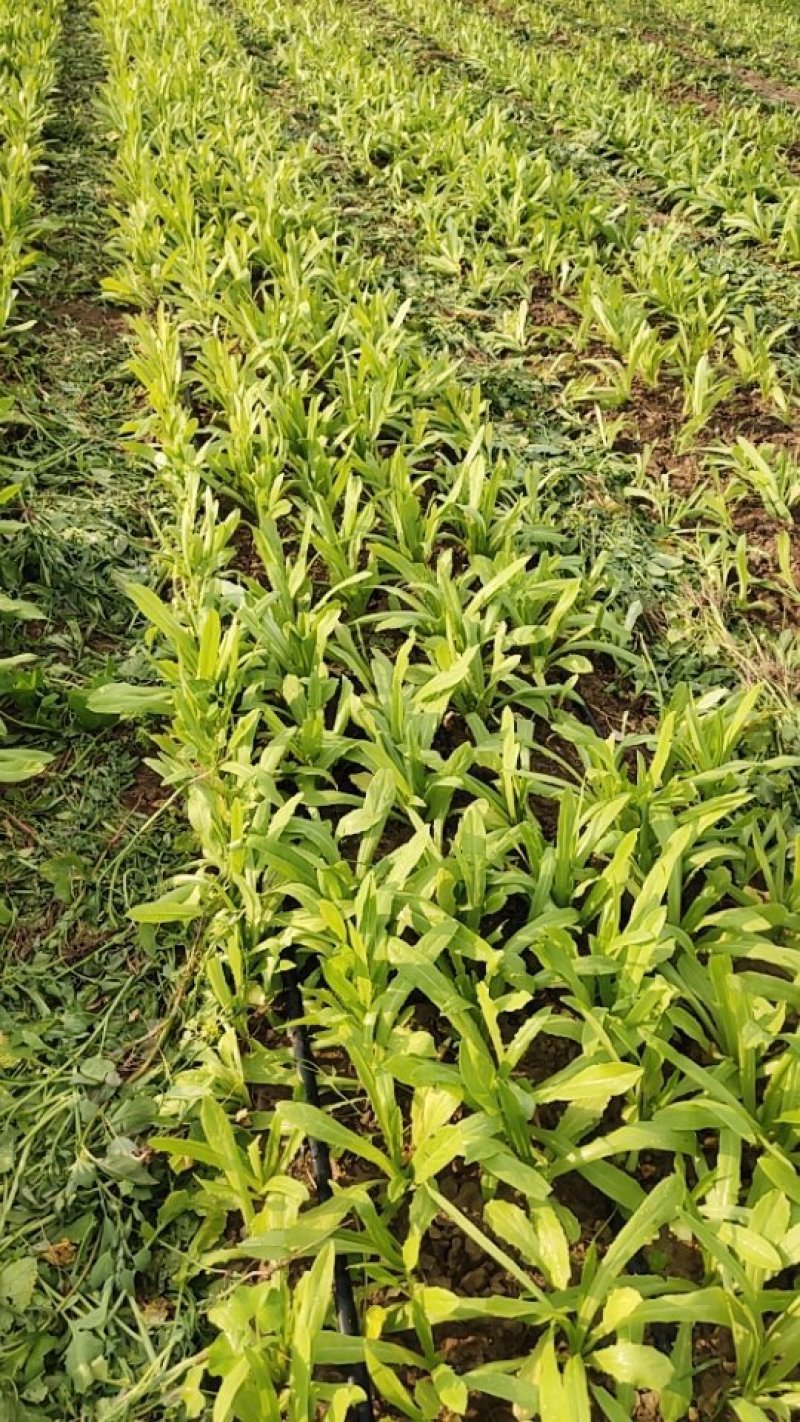 蔬菜