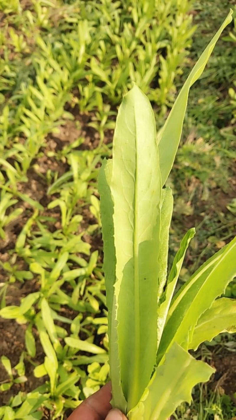 蔬菜