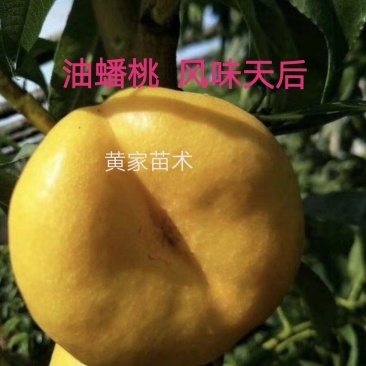 油蟠桃树苗一一风味天后，十一中秋双节期成熟，晚熟品种