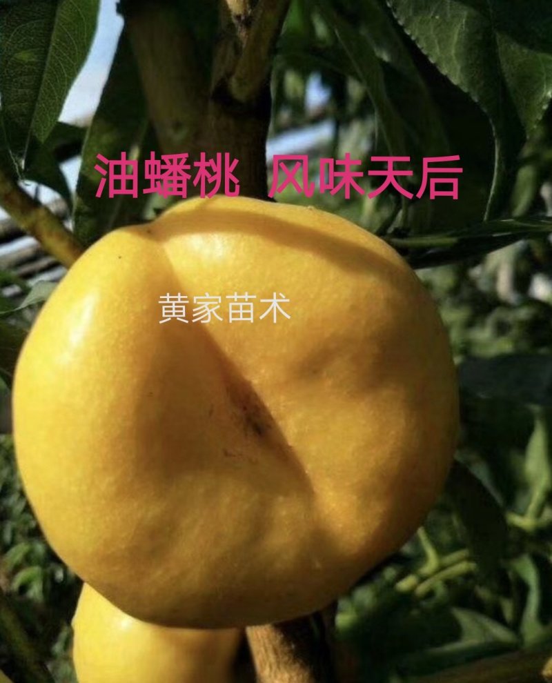 油蟠桃树苗一一风味天后，十一中秋双节期成熟，晚熟品种