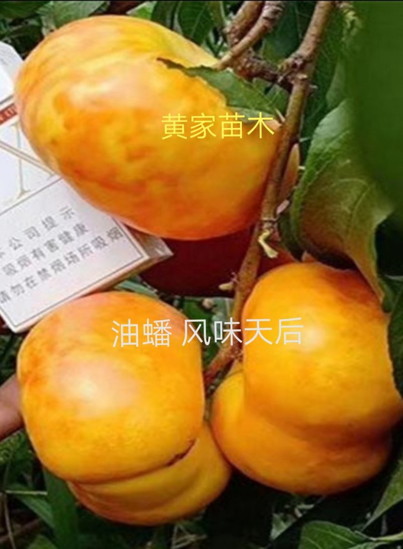 油蟠桃树苗一一风味天后，十一中秋双节期成熟，晚熟品种