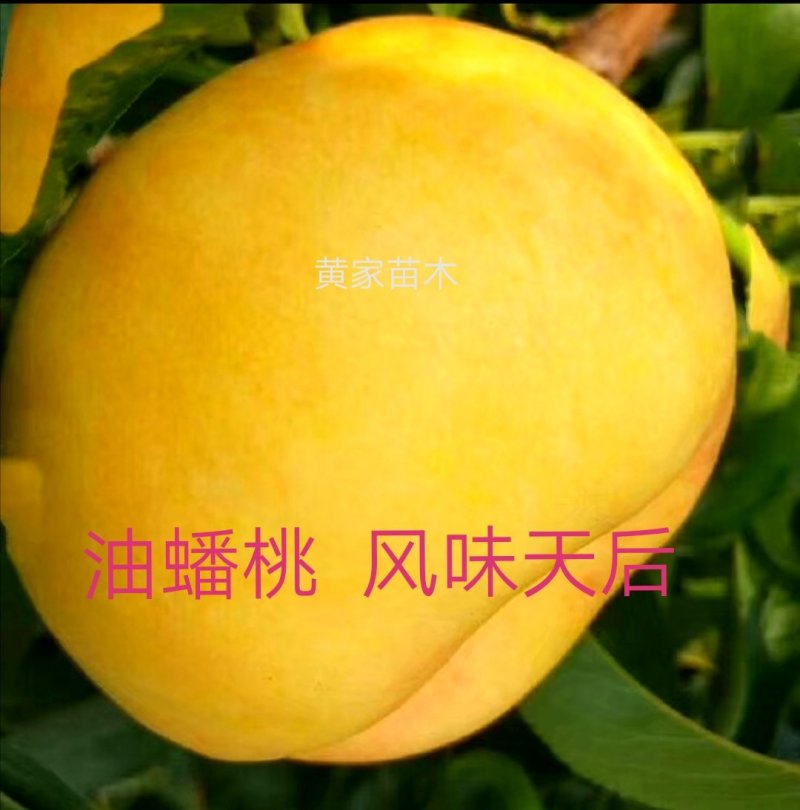 油蟠桃树苗一一风味天后，十一中秋双节期成熟，晚熟品种