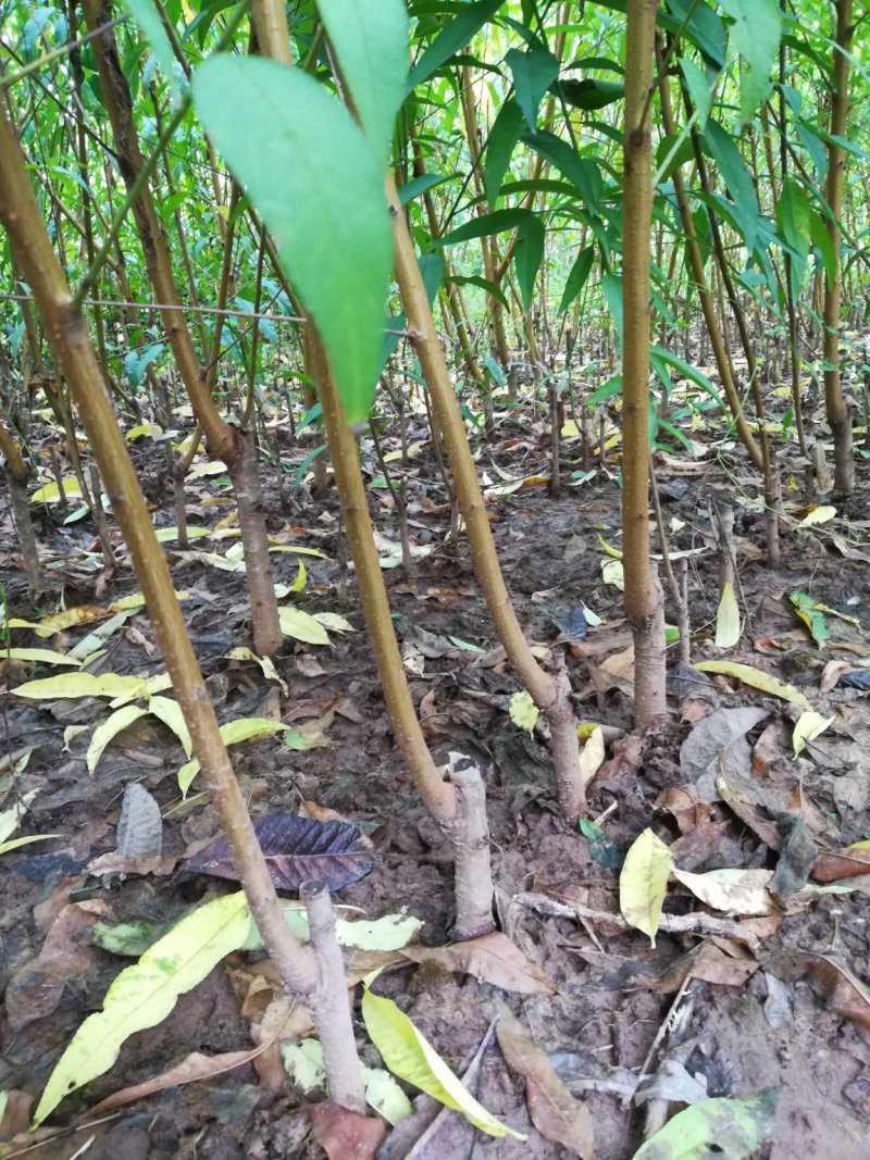 油蟠桃树苗一一风味天后，十一中秋双节期成熟，晚熟品种