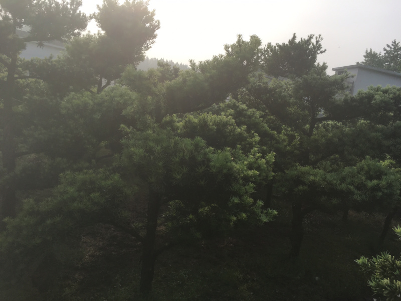 花卉苗木
