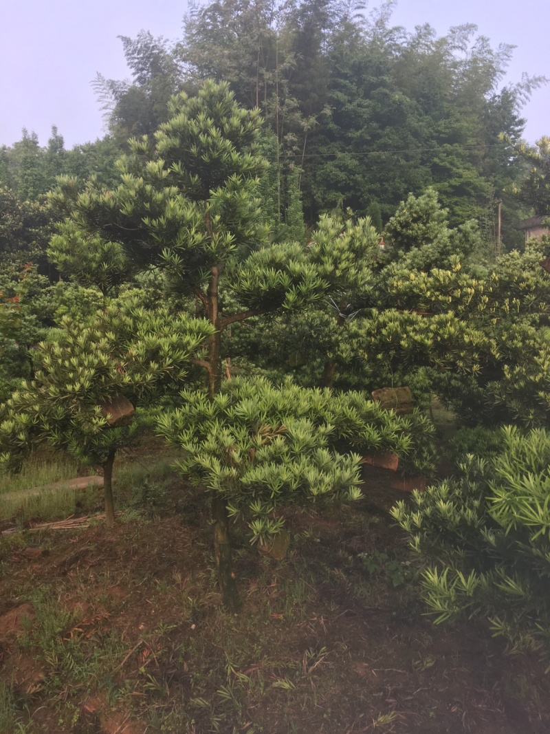 花卉苗木